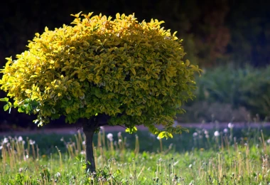 Kleiner Laubbaum auf einer Blumenwiese