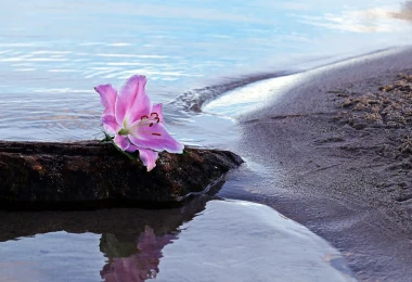 Seebestattung: Große Blüte auf einem Stein am Ufer